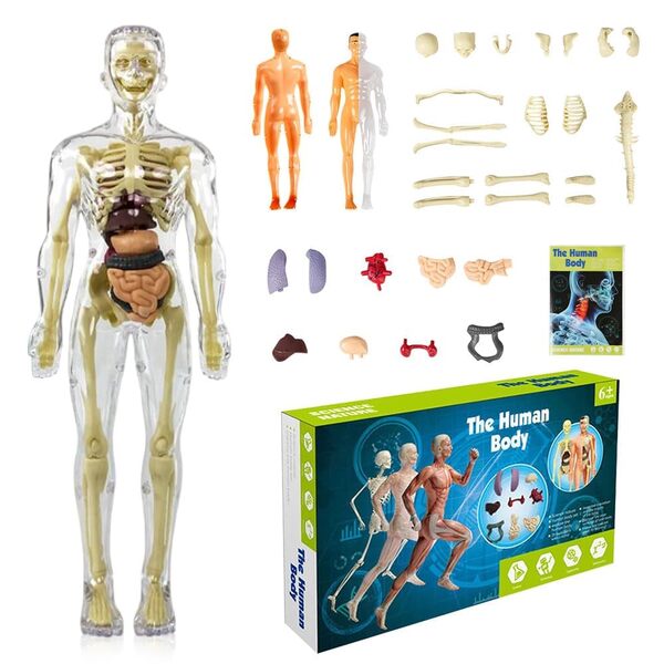 Model Educațional Corp Uman 3D cu Organe Detașabile FLESHTOPIA